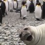 when seals photobomb