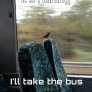 birds