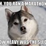 Unimpressed Husky