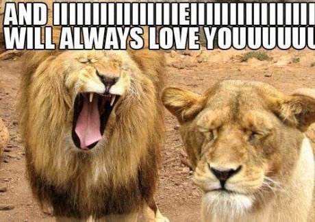 female lion doesnt look too amused