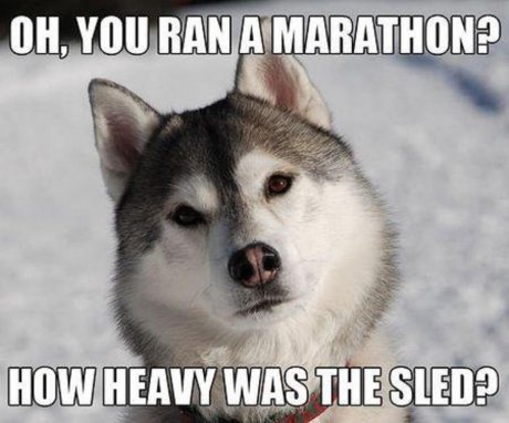 Unimpressed Husky