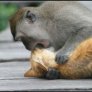 Animal Love