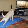 doin' yoga