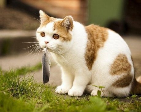 what bird?