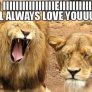 female lion doesnt look too amused
