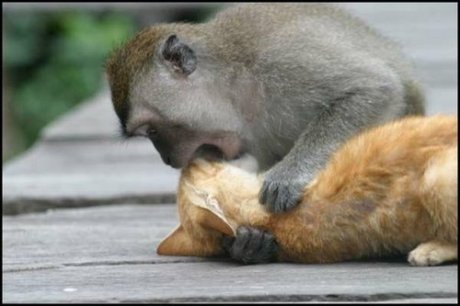 Animal Love