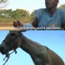 Donkey F**king