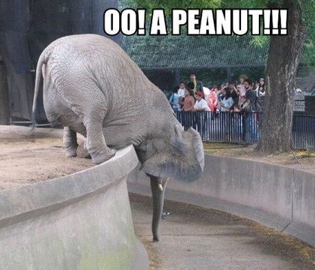 peanut