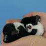 Possibly - cutest thing you've ever seen