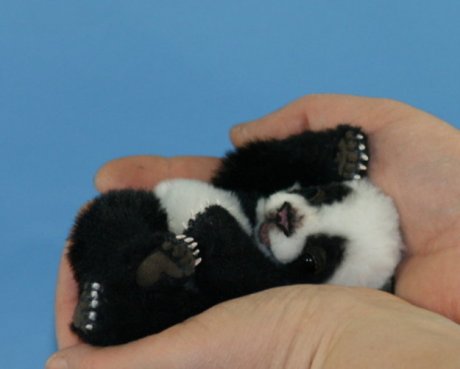 Possibly - cutest thing you've ever seen