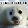 Silly Seal