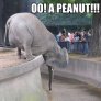 peanut