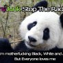 Panda Lesson