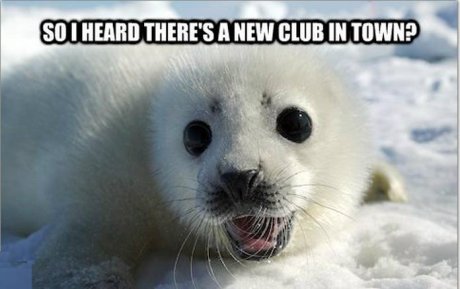 Silly Seal