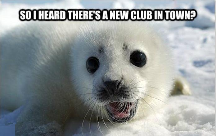 Silly Seal