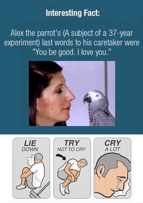 Manly Tears Where Shed This Day