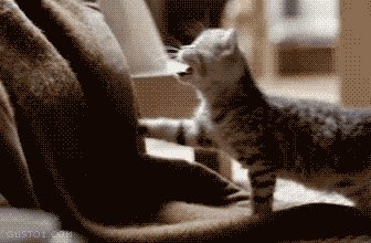 Kitty be like \'attack\'