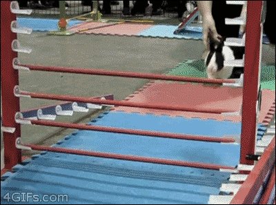Smart rabbit
