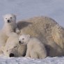 Polar Bear Mom & Cubs
