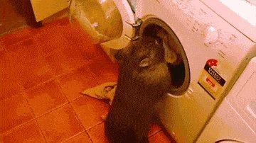 Hate doing laundry? Try a wombat