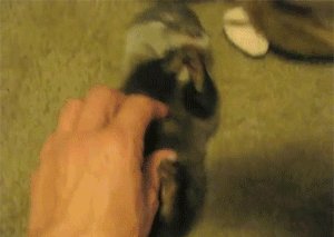 You Otter be Careful or I Might Pee Myself!