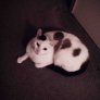 This stray cat I let in looks like it has a broken heart