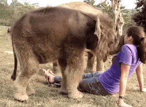 Baby elephant discovers a strange creature with a short trunk