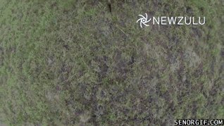 Kangaroo takes down a drone