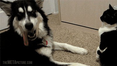 How Dare You Fool!