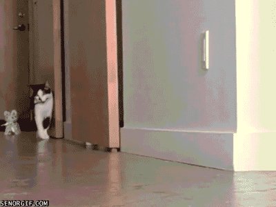 Cat be Walking a Cat