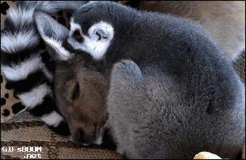 Kangaroo cuddles with lemur