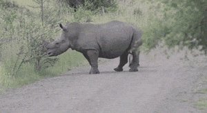 Adorable little rhino galloping down the road.