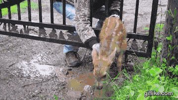 Helping a baby deer get back to its mother