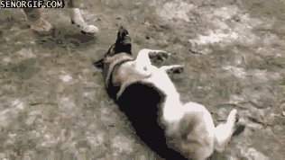 Dogs playing with lions and tigers