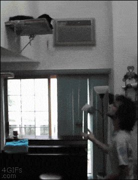 Juggling with a cat