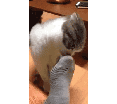 Hilarious Reaction From A Cat Who Can\'t Believe Her Owned Made Her Smell His Dirty Socks