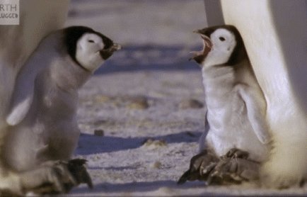 Baby Penguins Kissing