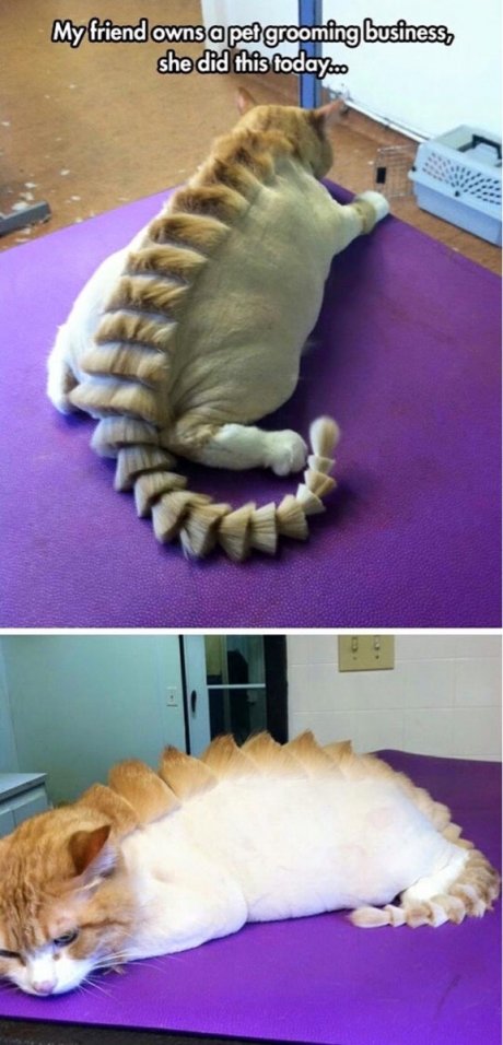 Catosaurus.