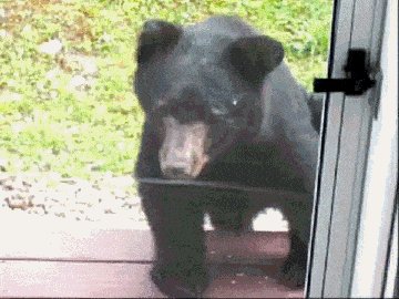 Rusty and the Bear