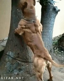 Do you even lift Bro?