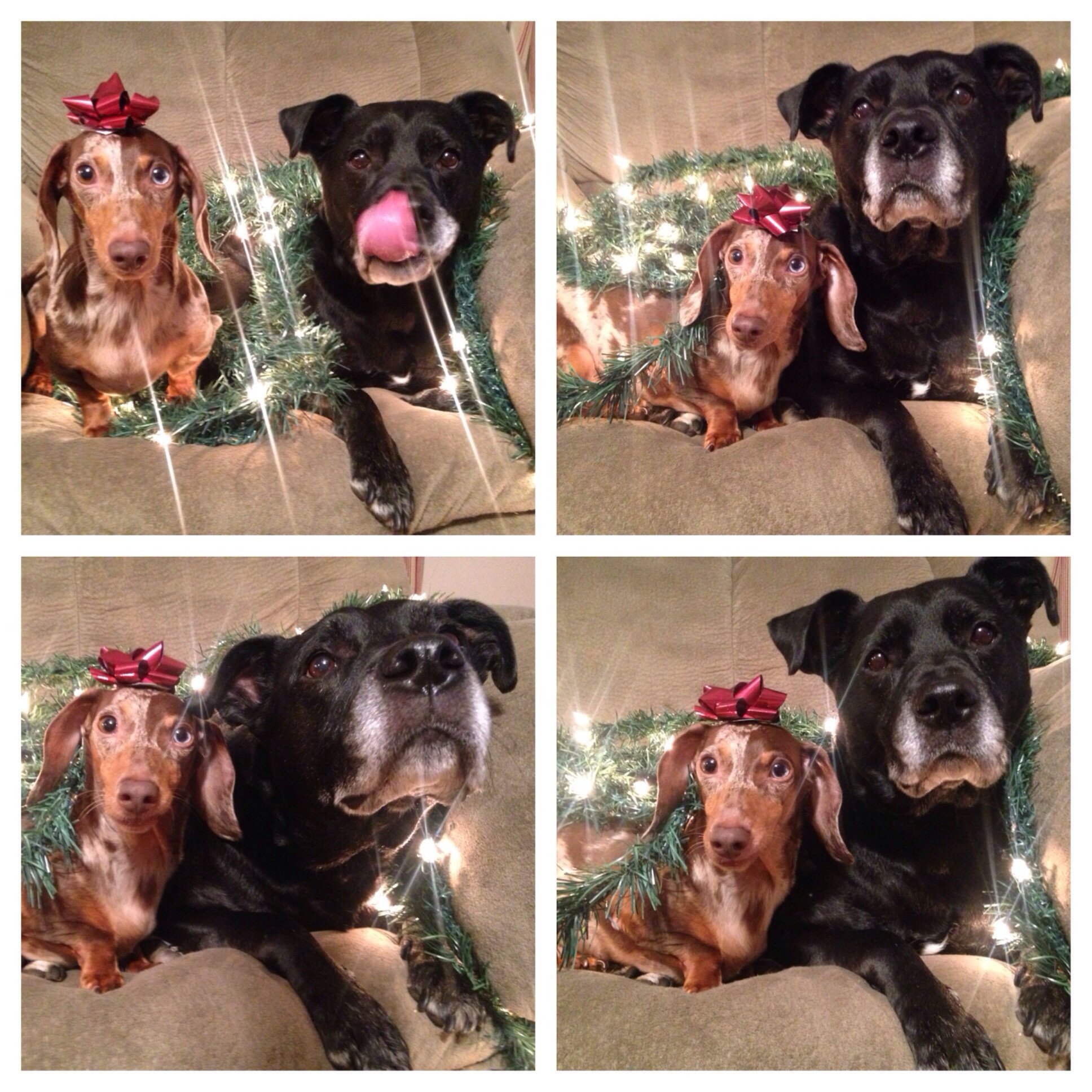 This took quite a few treats, and lots of sweet talking...