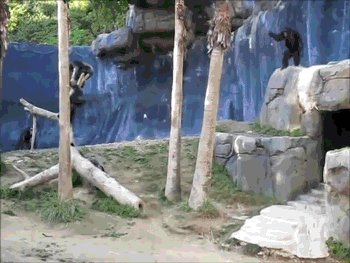 Monkeys have discovered Jedi Technology