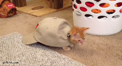 Turtle Hat Kitten.