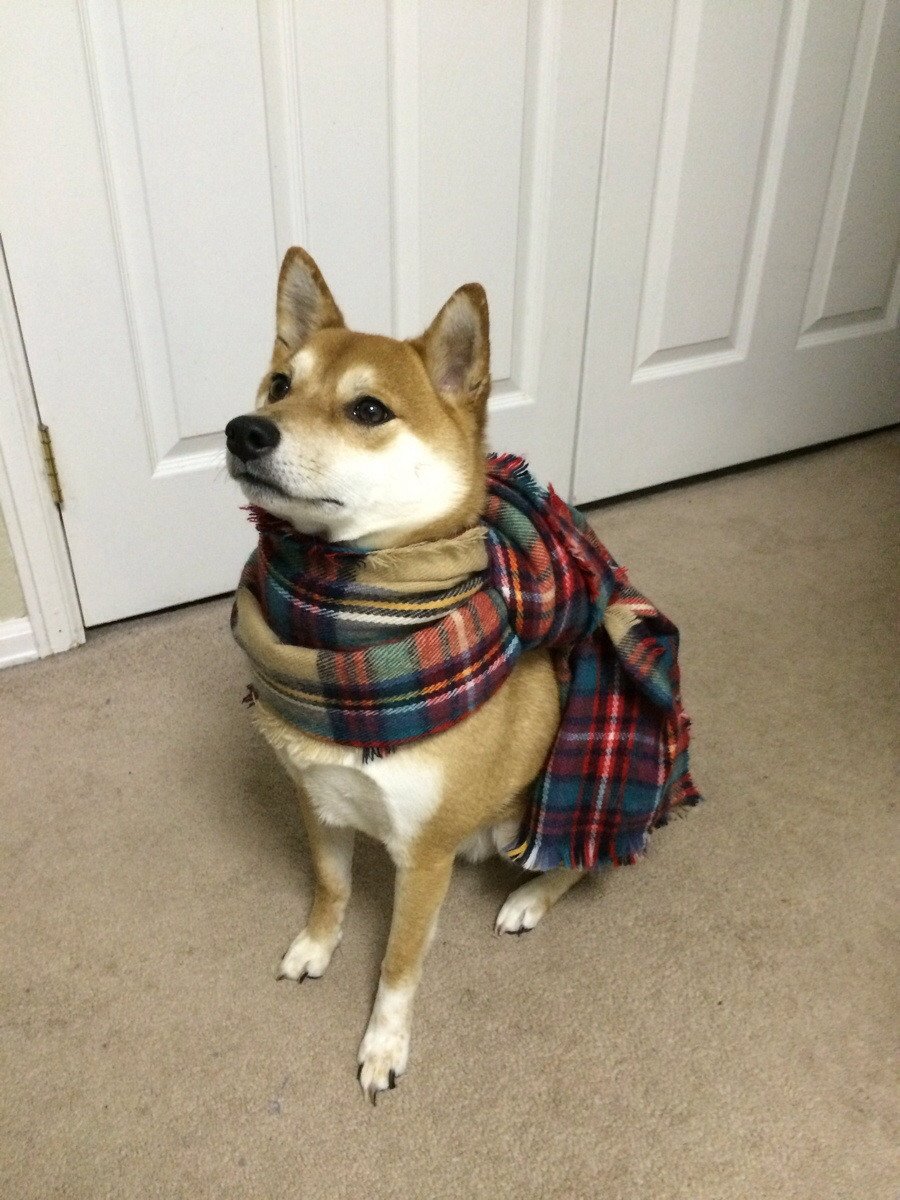 My friend's doge. Much style. Many fancy.