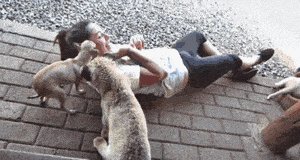 Lion and a a girl