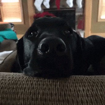 There's Never Been a Park That This Dog Didn't Like