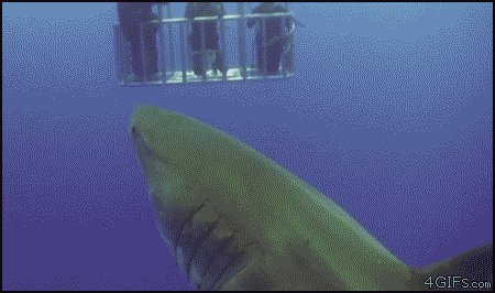 Great White Shart