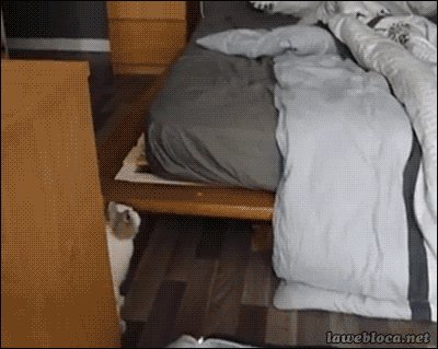 The Rabbit Loves The Empty Bed..