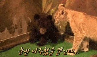 The bear cub had difficulty processing the lion cub