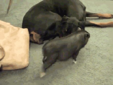 Porkour